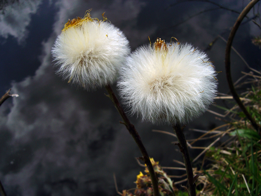 معرفی و راهنمای پرورش گیاهان زینتی - پای کره اسبی